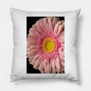 Dew Covered Pink Daisy Pillow