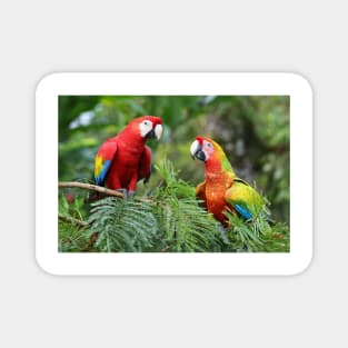 Scarlet Macaws - Costa Rica Magnet