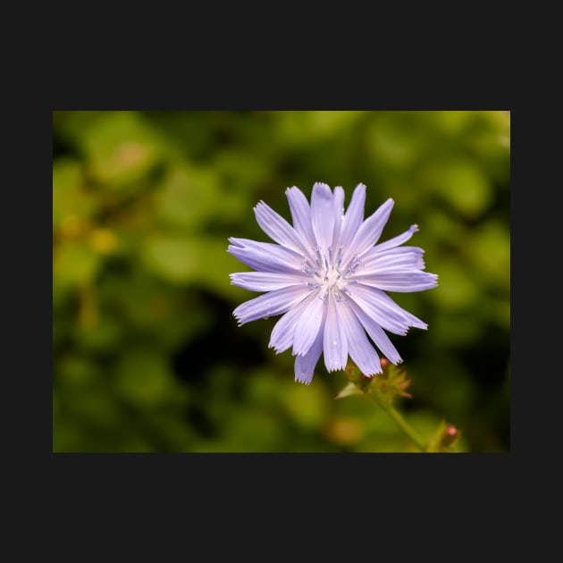 Purple chicory flower by lena-maximova