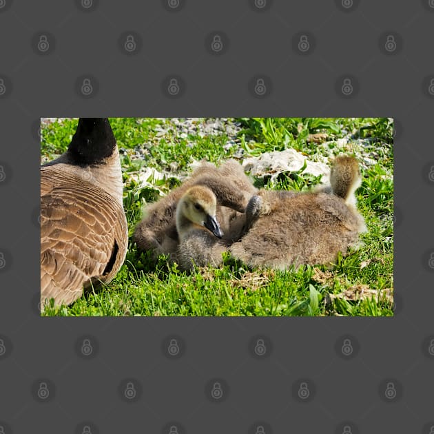 Canada Geese Goslings Resting On The Grass by BackyardBirder