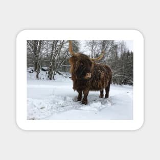 Scottish Highland Cattle Cow 2304 Magnet