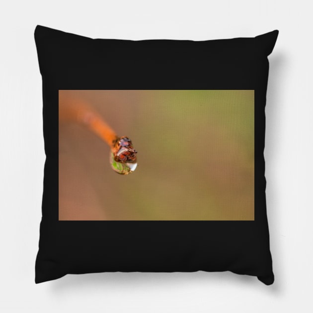 Water droplet on a twig Pillow by josefpittner