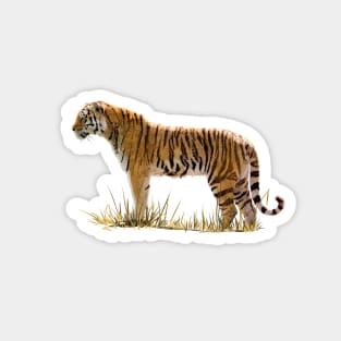 Tiger Magnet