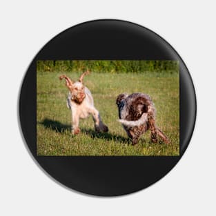 Flying ears Spinone Pin