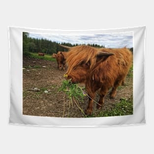 Scottish Highland Cattle Calves 2039 Tapestry