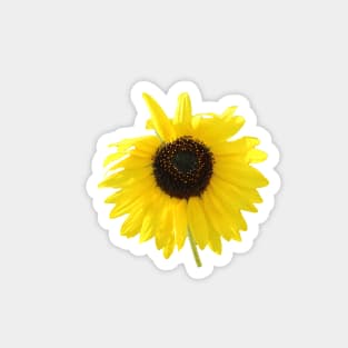 Blooming Sunflower Summer Flower Closeup Magnet