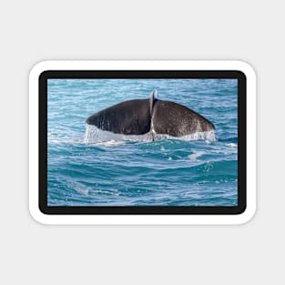 Whale Diving 2 Magnet