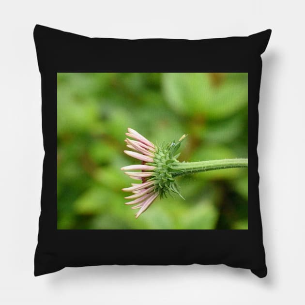 Coneflower Pillow by ToniaDelozier