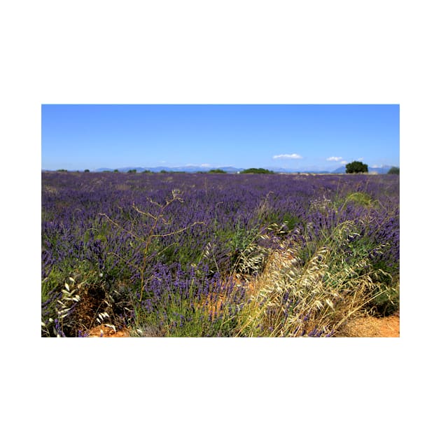 Lavander in Provence by annalisa56