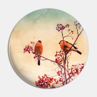 Bullfinch eat rowan Pin