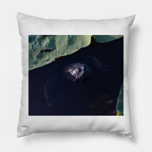 Turtle Pillow