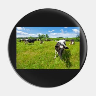 A herd of Holstein Friesian cows grazing on a pasture under blue cloudy sky Pin