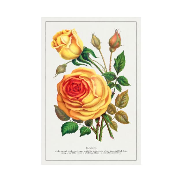 Sunset Rose Lithograph (1900) by WAITE-SMITH VINTAGE ART