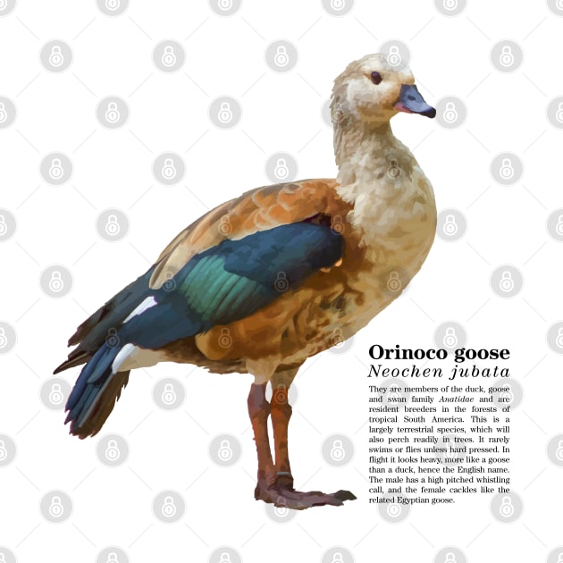 Orinoco goose tropical bird black text by Ornamentum