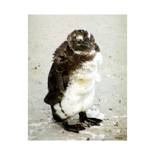 Baby South African Penguin Moulting by Carole-Anne