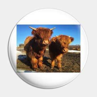 Scottish Highland Cattle Calves 1976 Pin