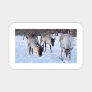 Feeding the reindeer in the snow Magnet