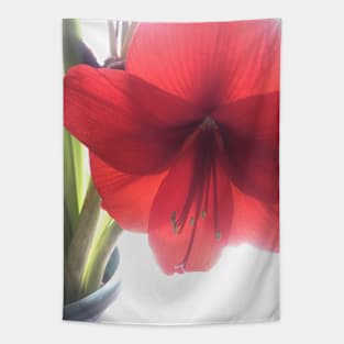 Translucent Amaryllis Tapestry