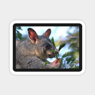 Possum Insomia #2 Magnet