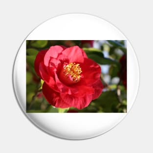 Camellia japonica Pin