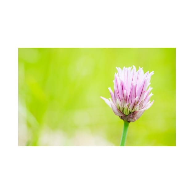 Chives by ansaharju