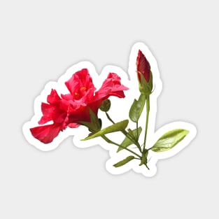 Red Hibiscus Tropical Flower and Bud Magnet