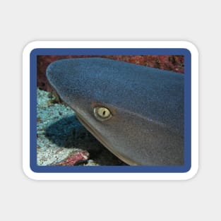 The Eye of a White Tip Reef Shark Magnet