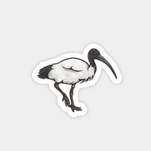 Australian White Ibis Magnet