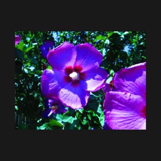 Rose of Sharon Photo Print T-Shirt