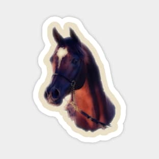 Arabian Stallion Magnet