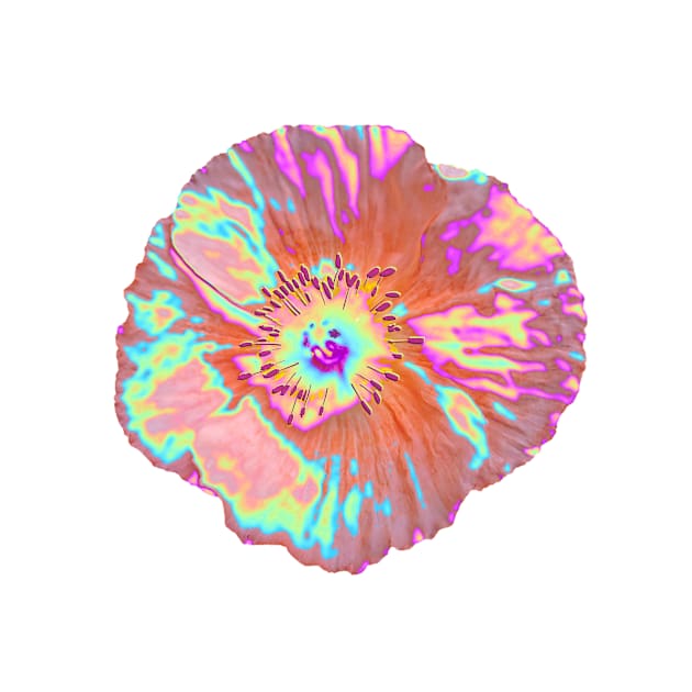 Iridescent Icelandic Poppy by dinaaaaaah