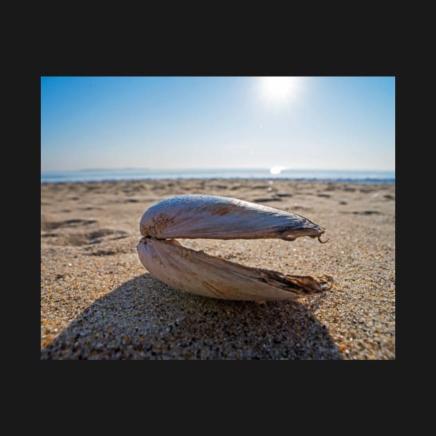 Revere Beach Clam Shell Side Revere MA by WayneOxfordPh