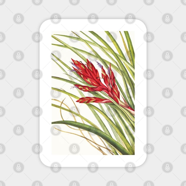Giant airplant - Botanical Illustration Magnet by chimakingthings