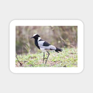 Blacksmith Plover - Krüger National Park, South Africa Magnet