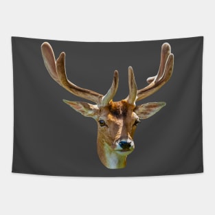 Fallow Buck in Velvet Tapestry