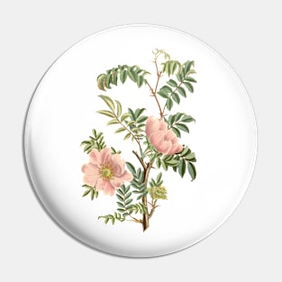 Wild Rose Flower Vintage Botanical Illustration Pin