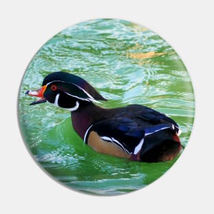 A Wood Duck Swimming With Its Bill Open Pin