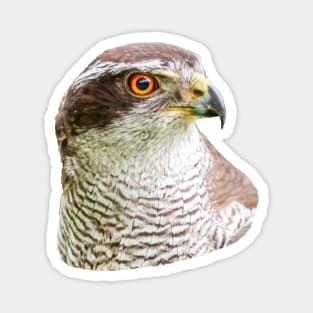 Goshawk Portrait Magnet