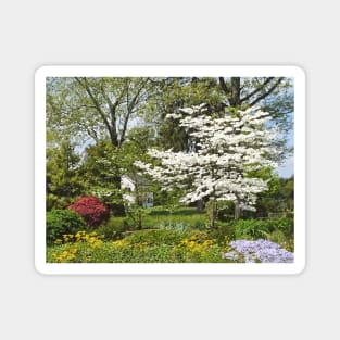 Dogwood in Front of White House Magnet