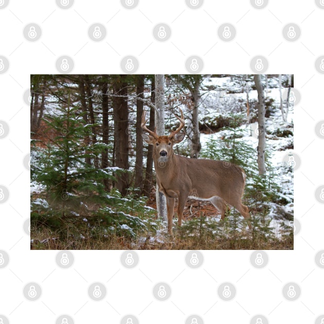 Bullet - White-tailed deer by Jim Cumming