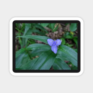 Blue and Yellow Flower in the Woods 1 Magnet