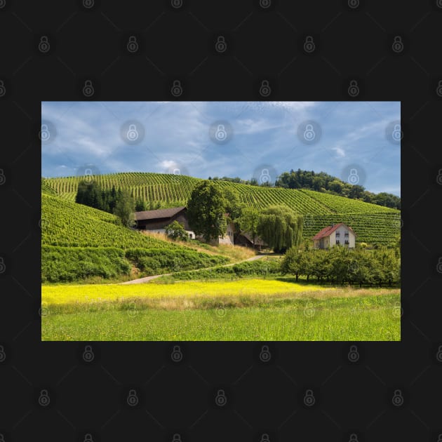 Vineyards near Oberkirch by yairkarelic