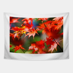 Maple tree red autumn leafs Tapestry