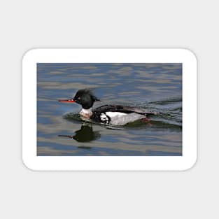 Red-breasted Merganser Magnet