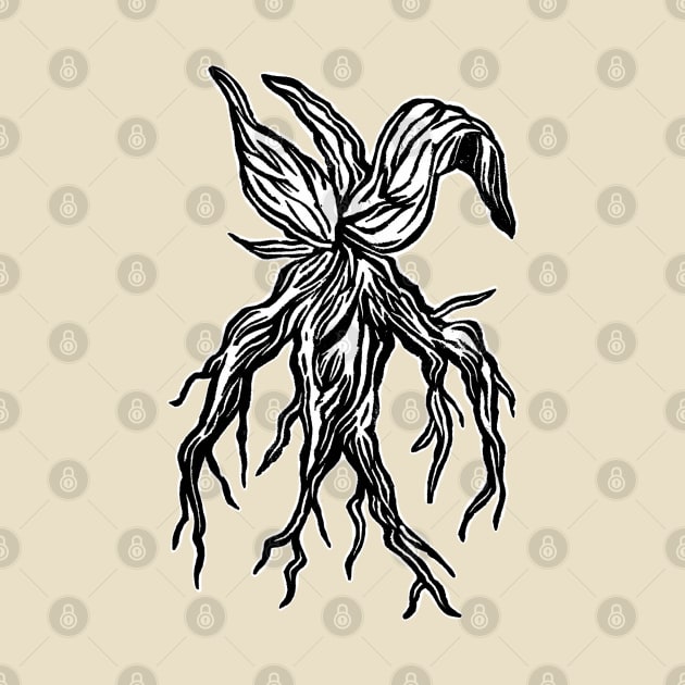 Mandrake Root by ashzeidler