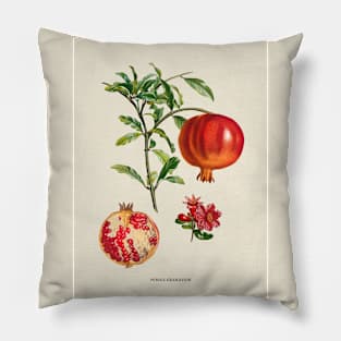 Pomegranate Antique Botanical Illustration Pillow