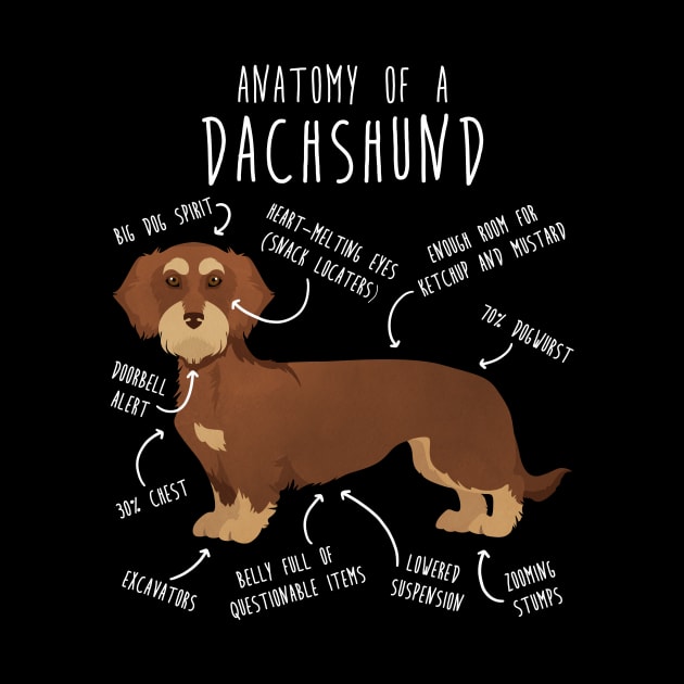 Red Wirehaired Dachshund Dog Anatomy by Psitta