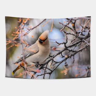 Bohemian Waxwing Tapestry