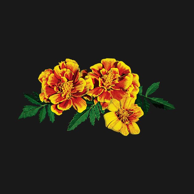 Three French Marigolds by SusanSavad