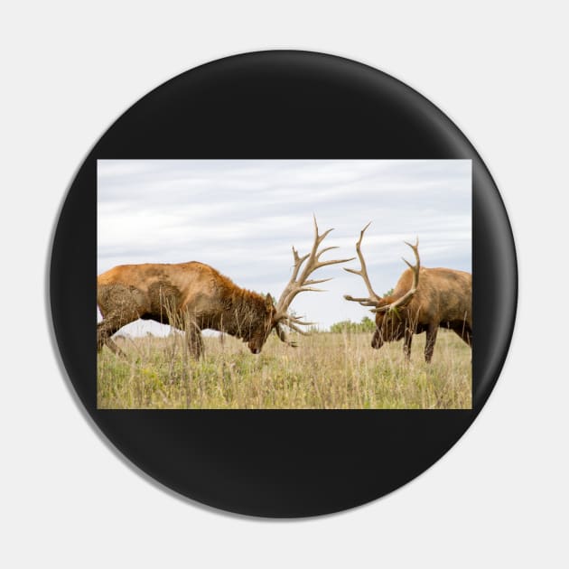 North American Wildlife - Bull Elk Facing Off Pin by 3QuartersToday